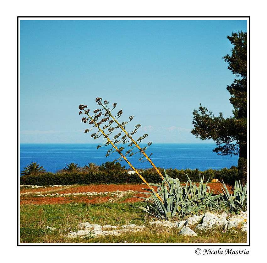 Agave
