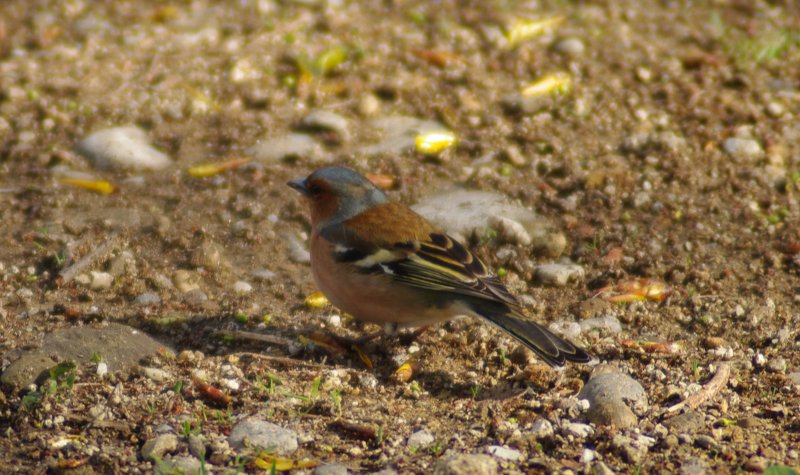 Pettirosso