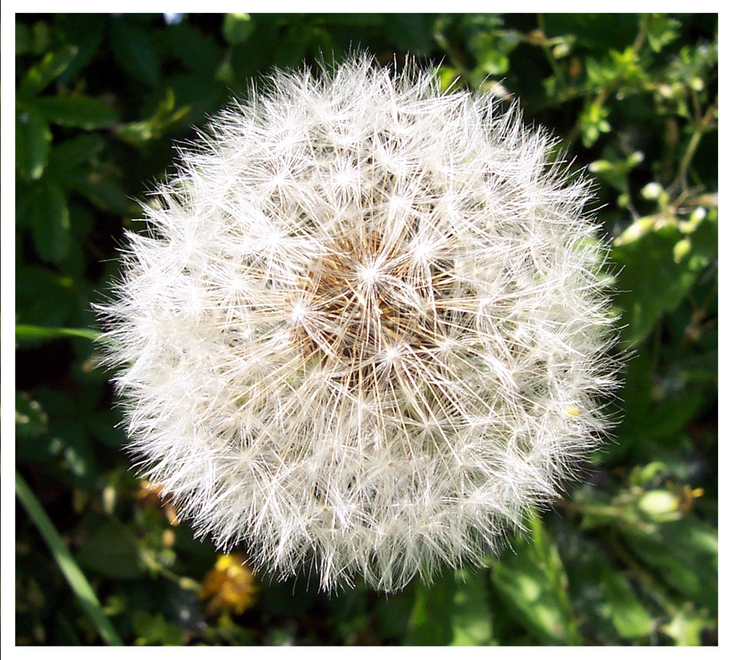 Soffione 3 - Serie