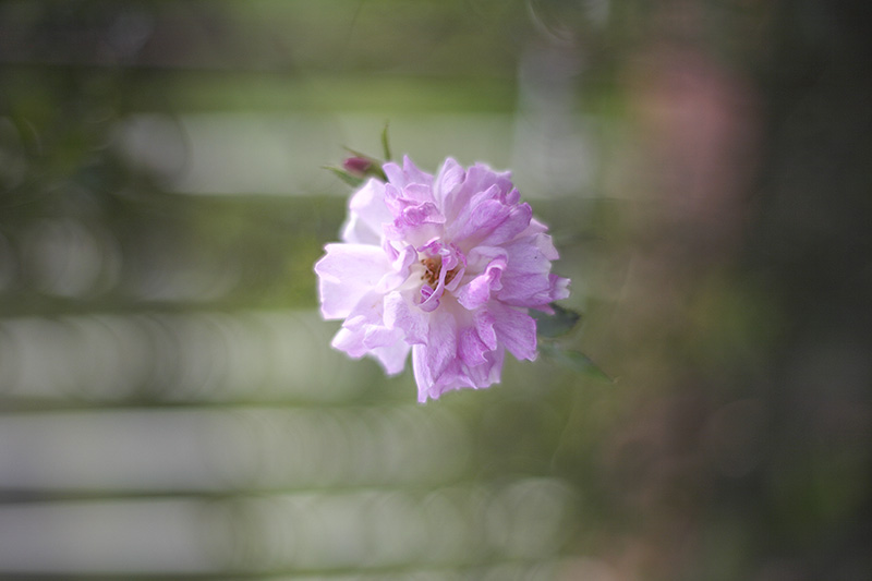 Test Zeiss Planar T* 1.4/50mm ZE X Canon