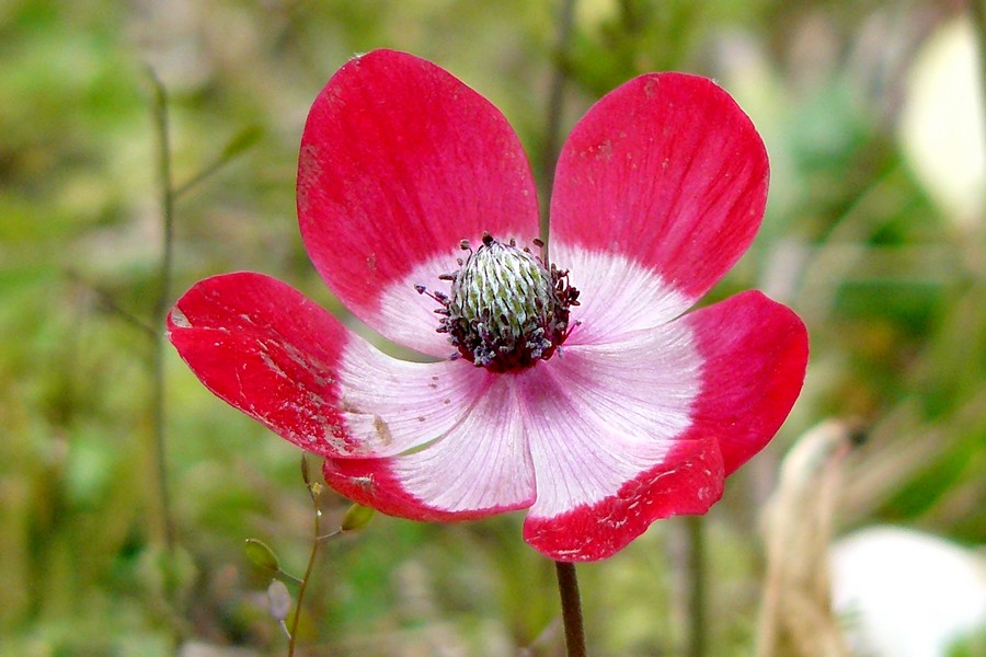 E' primavera