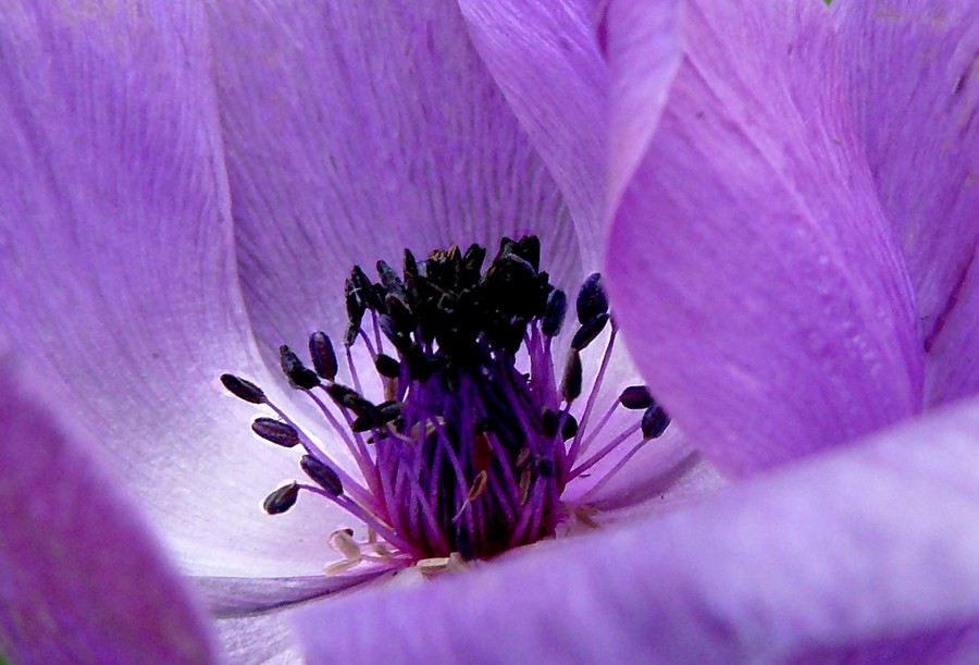 Crop di anemone