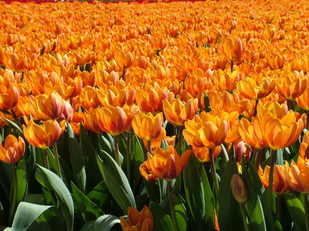 Tulipani