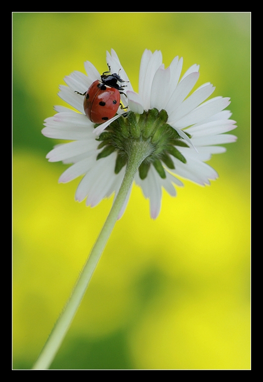 Coccinella