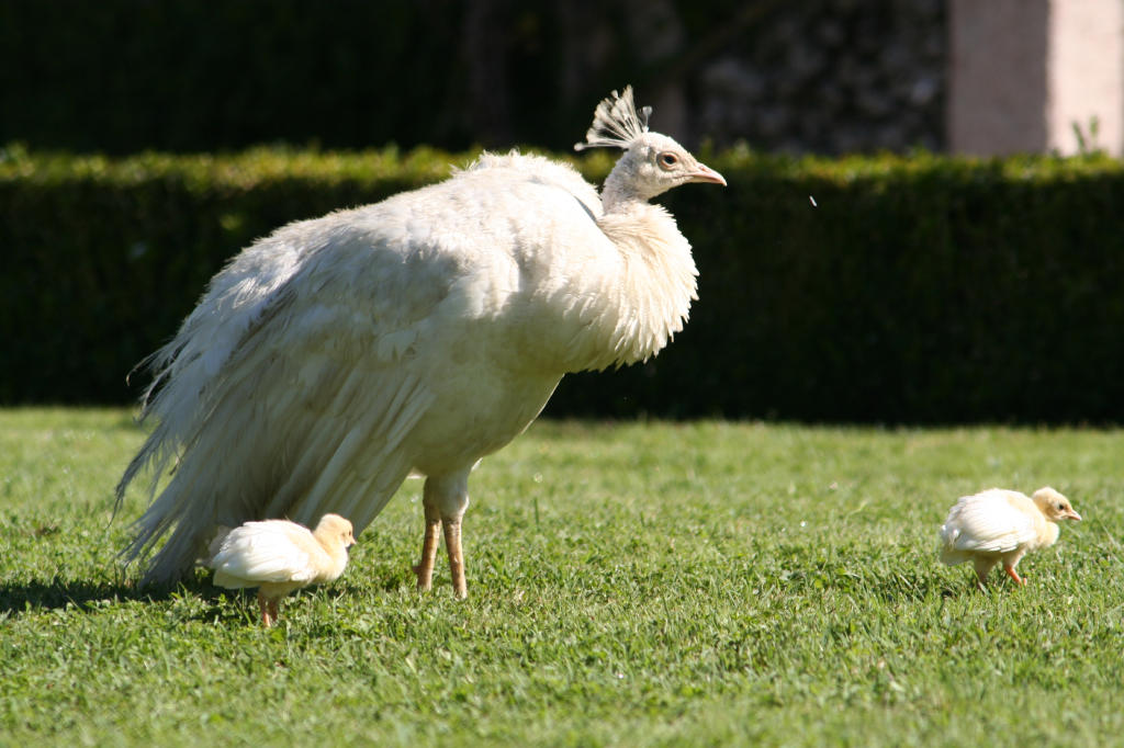 BORROMEE