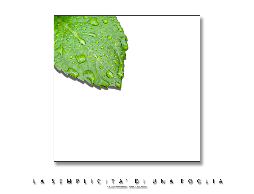 La semplicit di una foglia