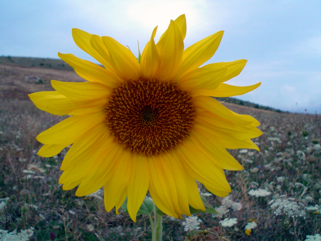 Girasole