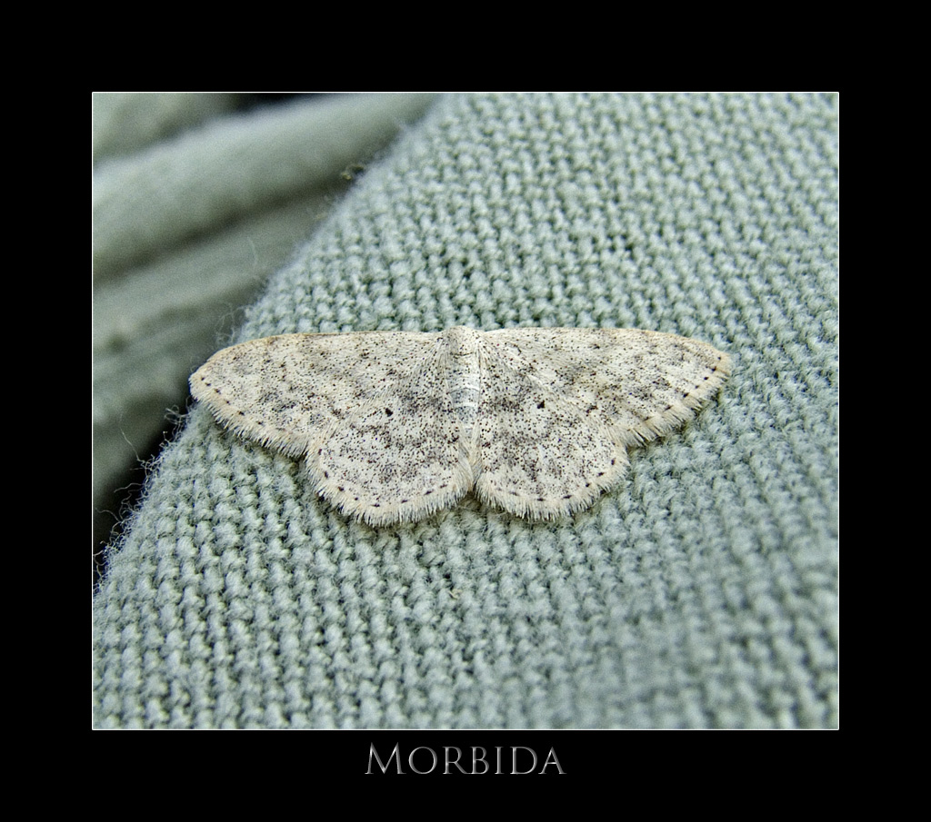 Morbida