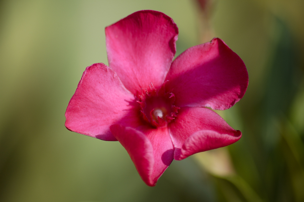 Macro