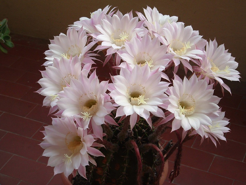 Cactus