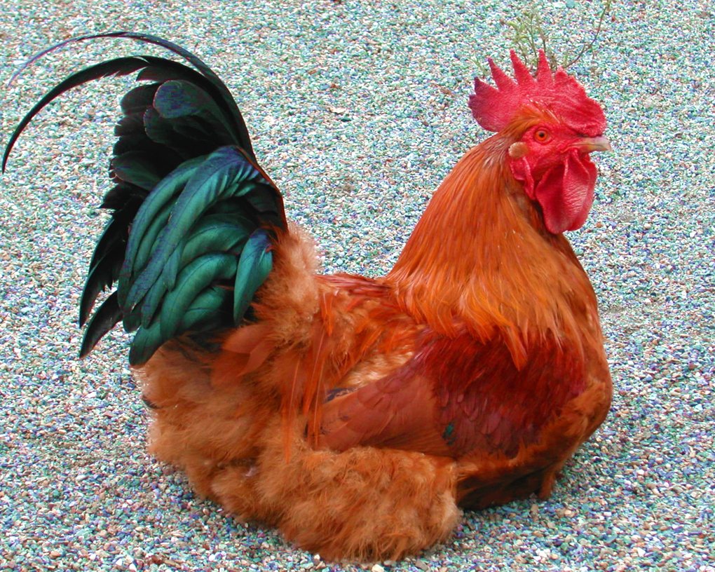 il mio gallo