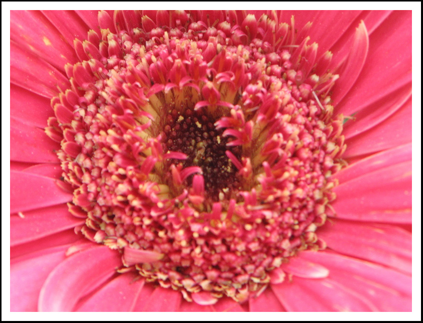 Fiore