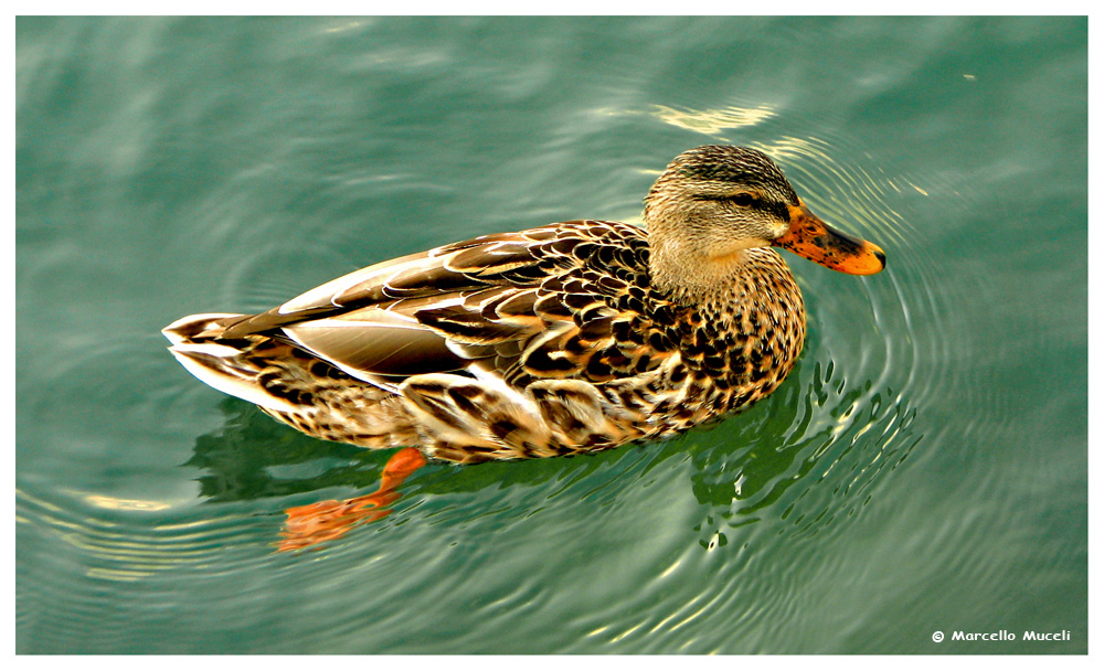 Duck