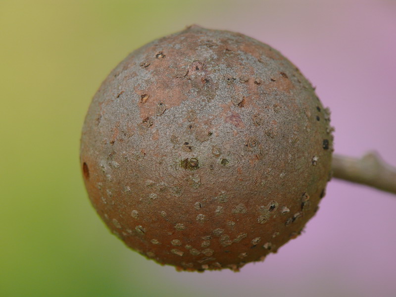 Sfera naturale