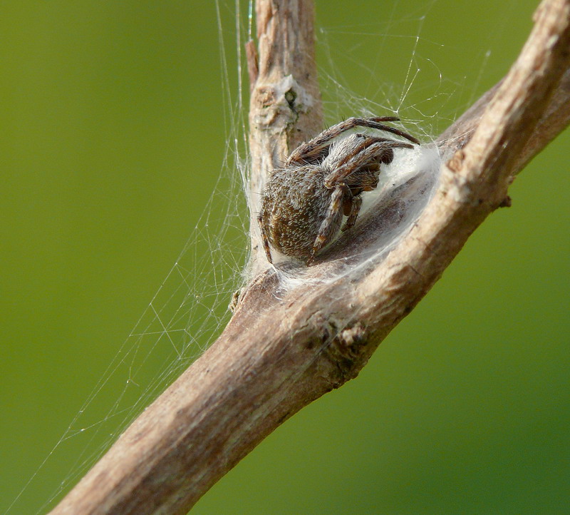 spider minuscolo