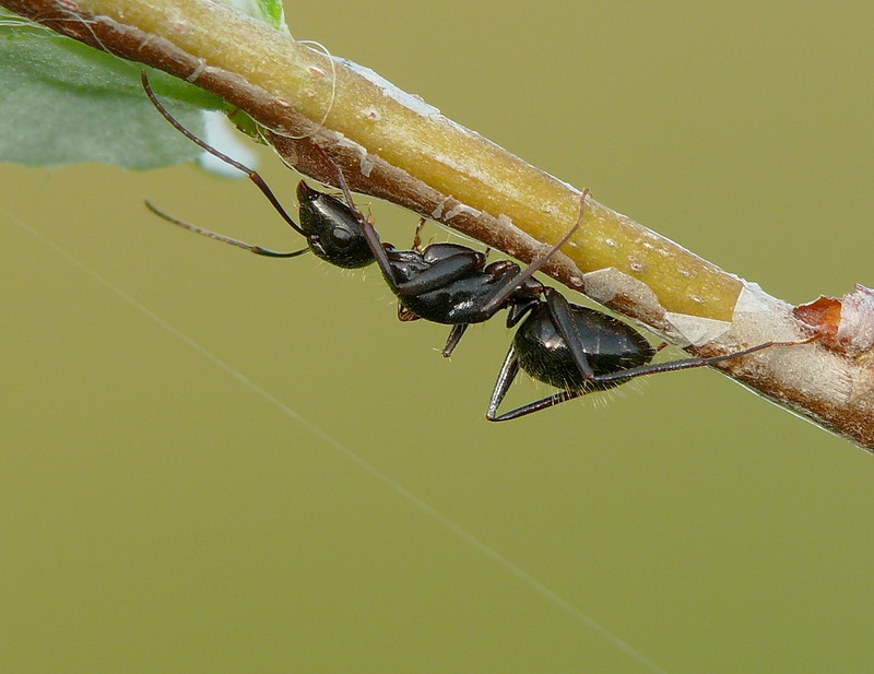 Formica