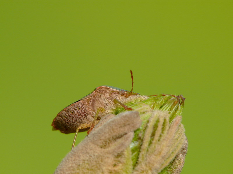 Cimice