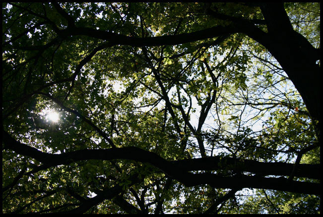 Luce