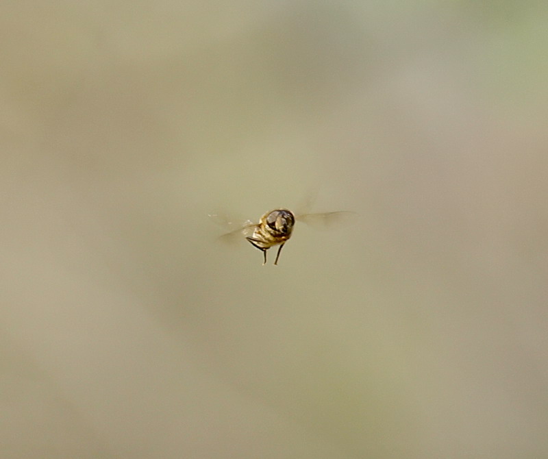 Sirfide in volo frontale