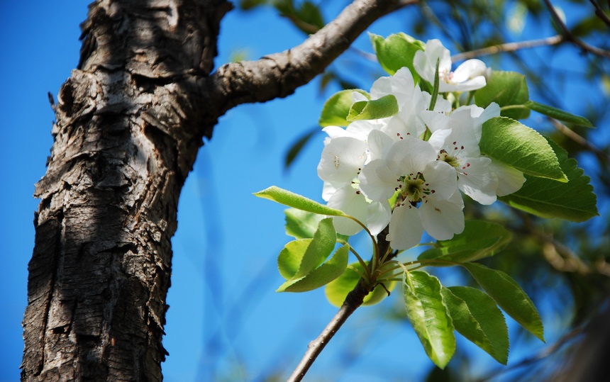 pero in fiore
