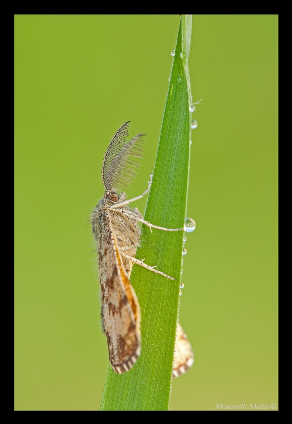 F. Notturna