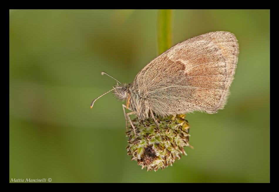 Coenonympha pamphilus