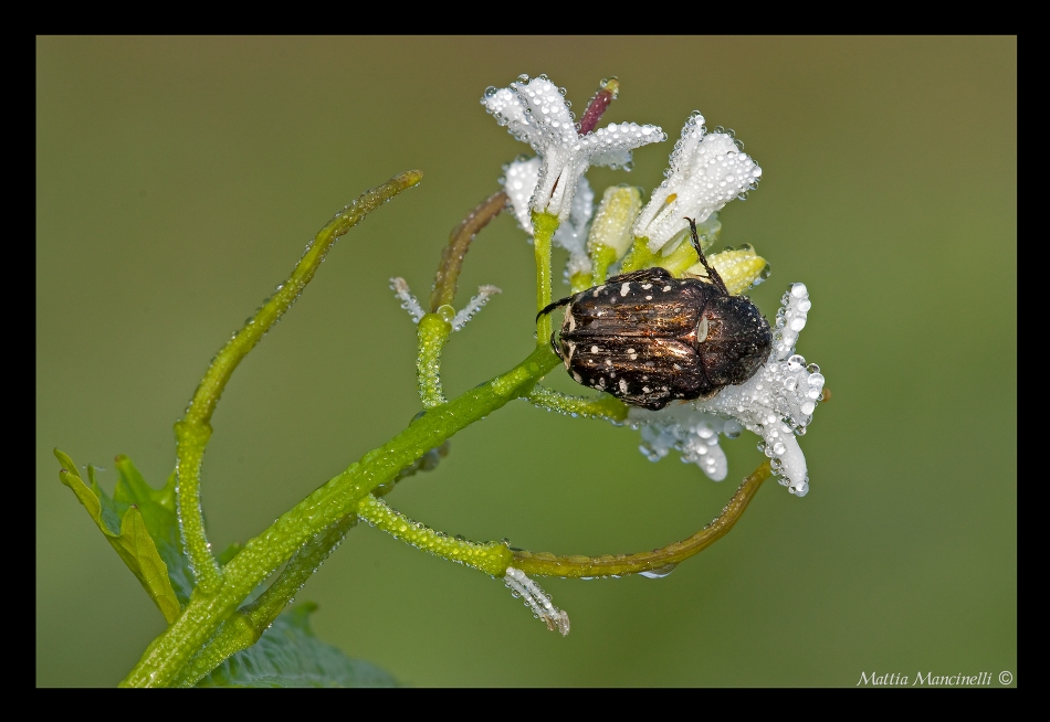 Il fiore diverso