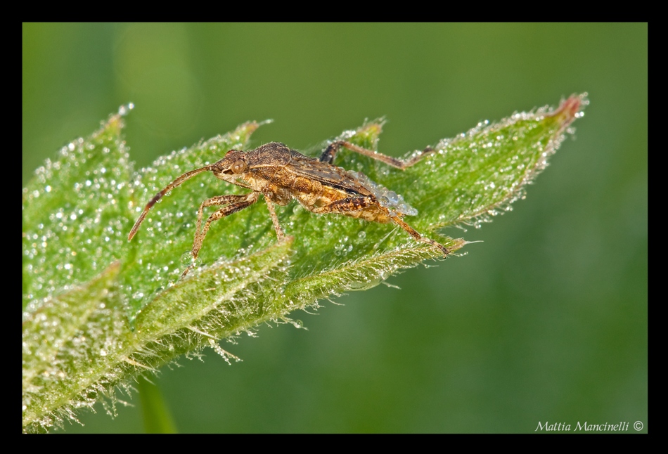 Cimice