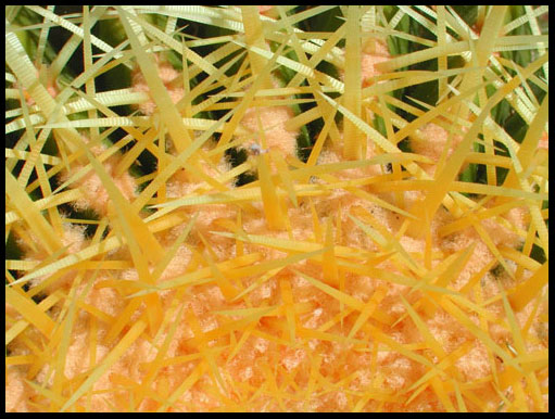 Cactus