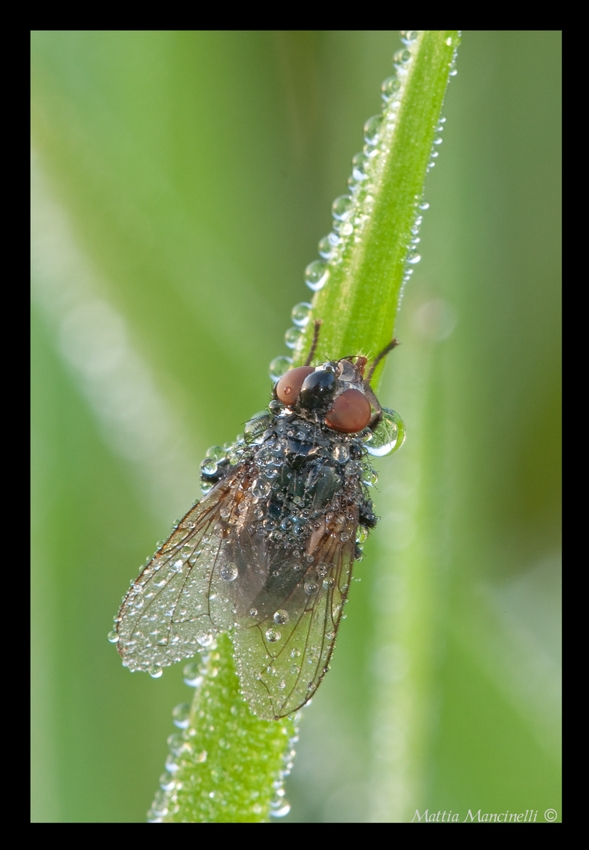 Mosca