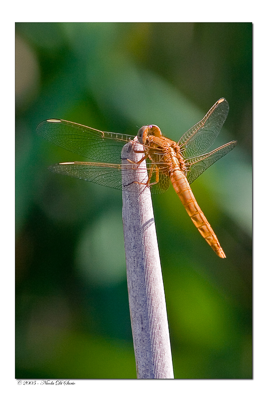 Libellula