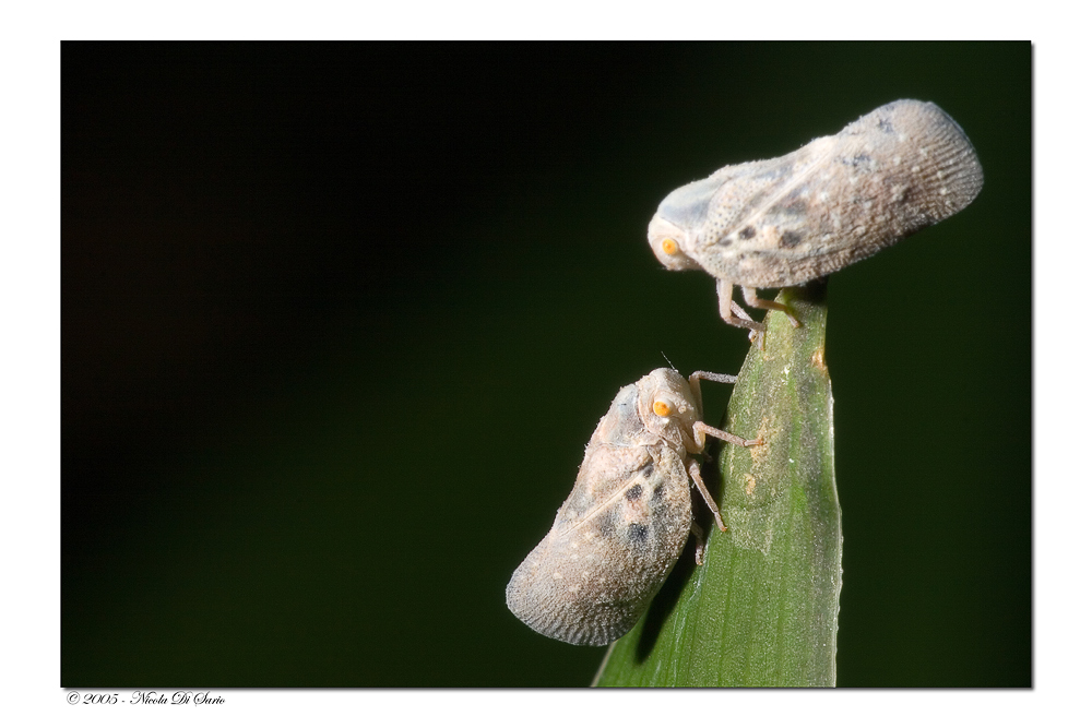 Metcalfa Pruinosa