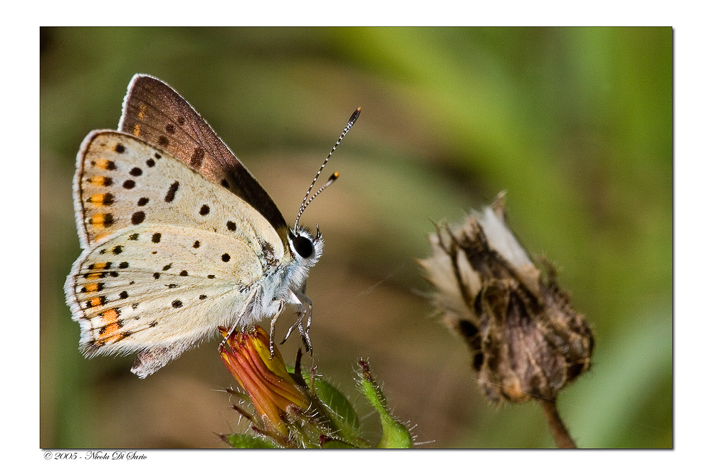 Lycaena Phoebe