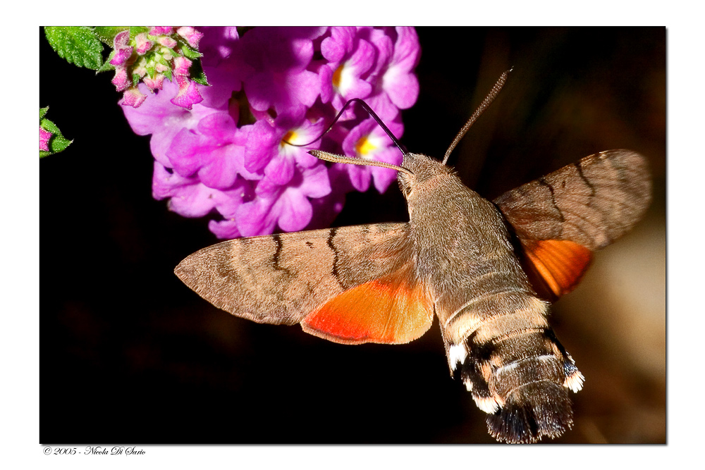 Macroglossum Stellatarum