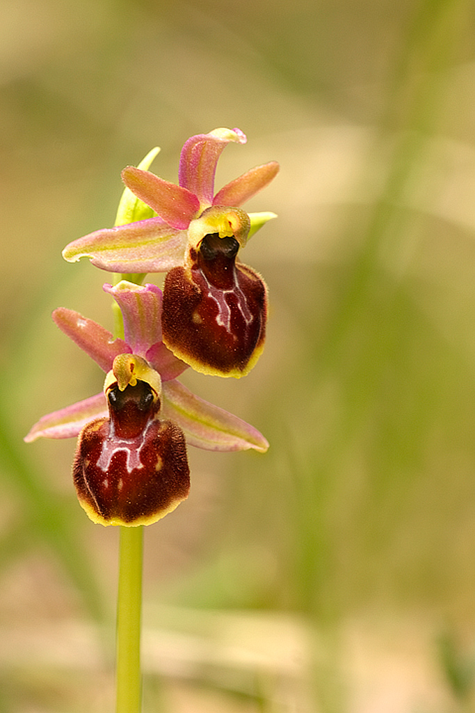 ophrys apifera