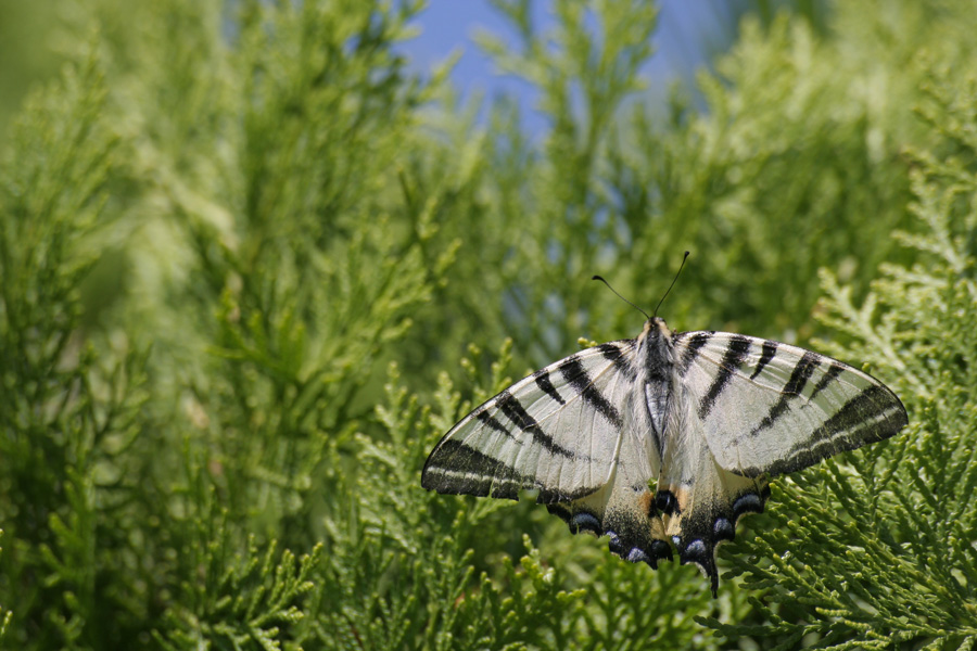 Farfalla