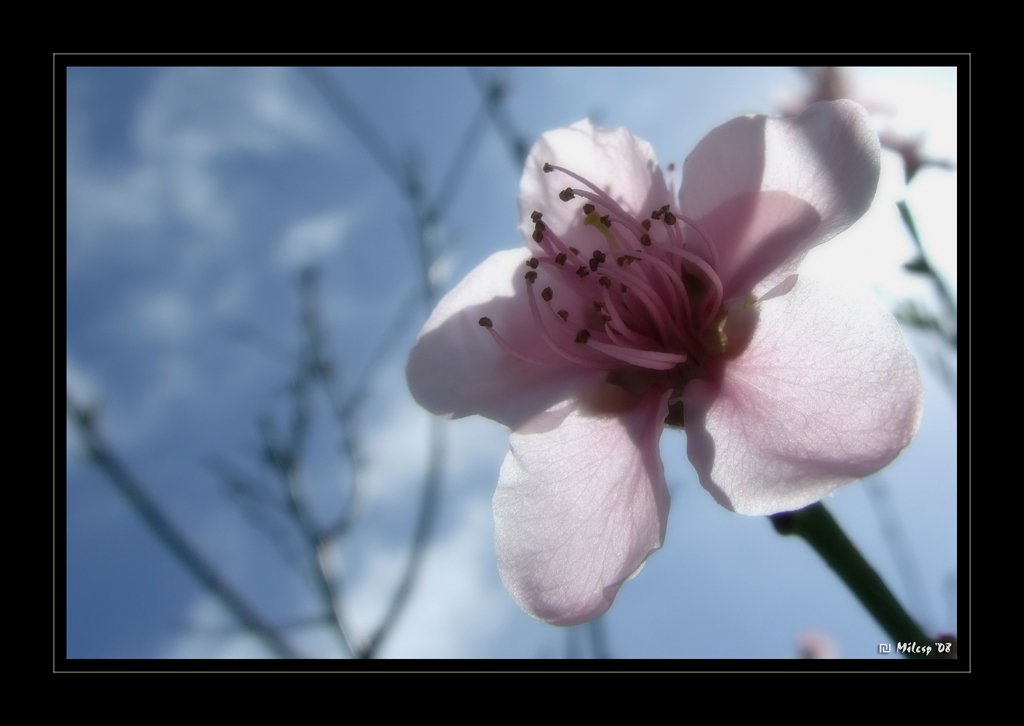 Fiore di pesco