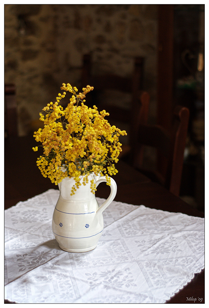 Vaso di mimose
