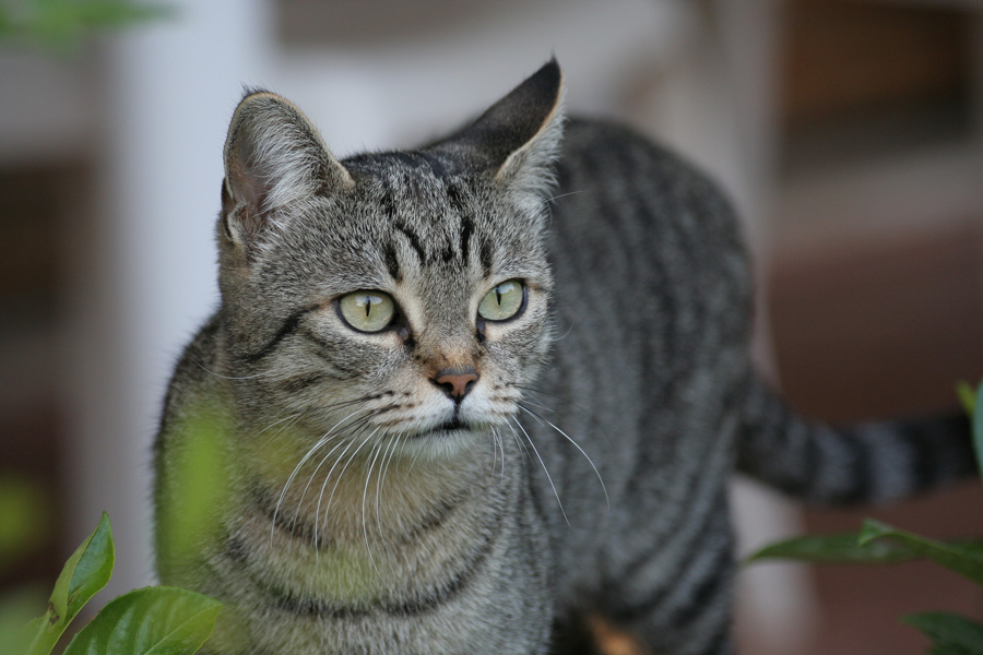 Gatto