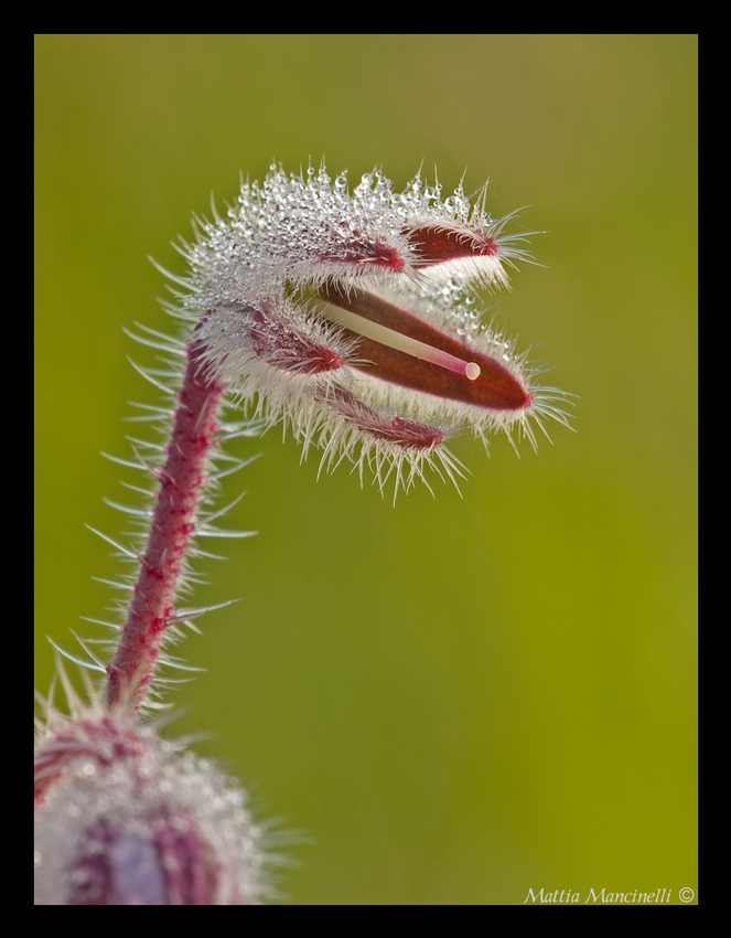 Bocca dentata
