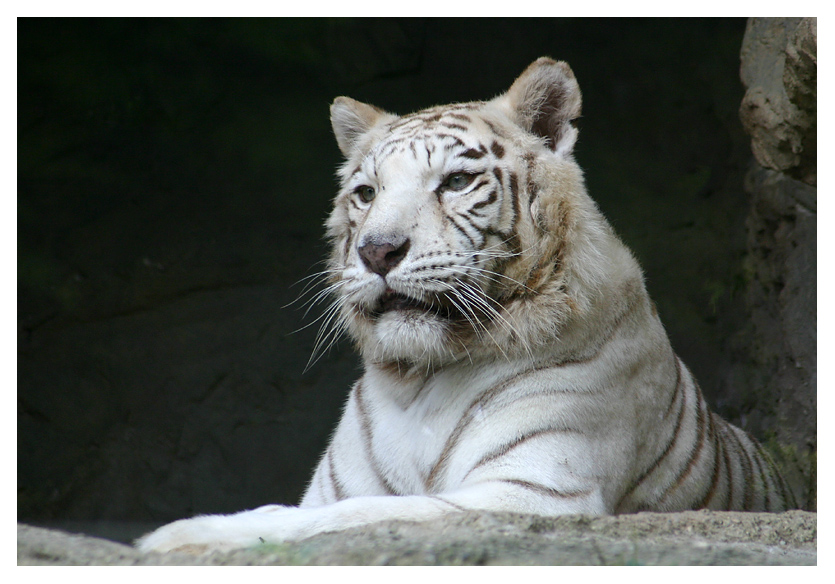 Tigre bianca