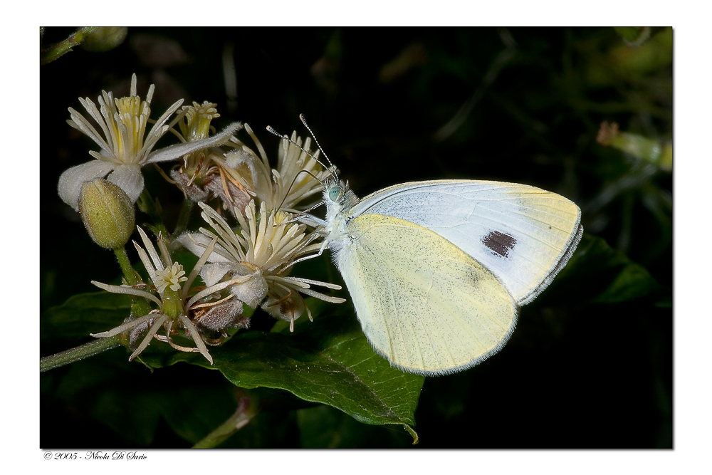 Farfalla