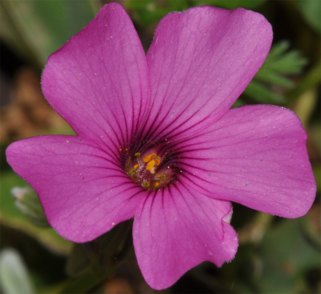 violetta