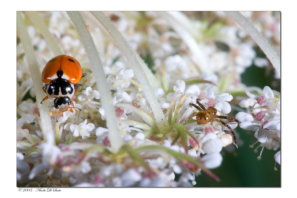 Coccinella VS Ragno