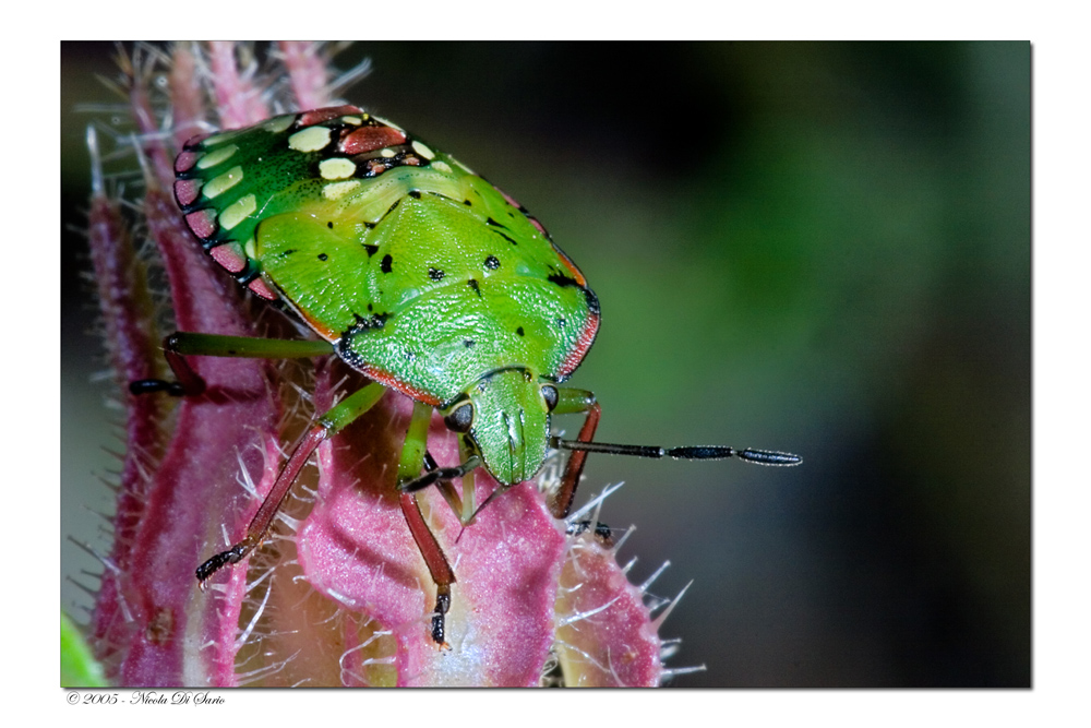 Cimice psichedelica