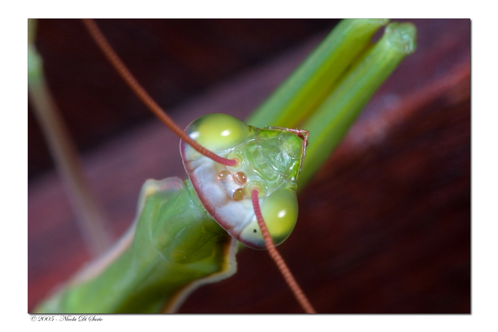 Mantide Religiosa