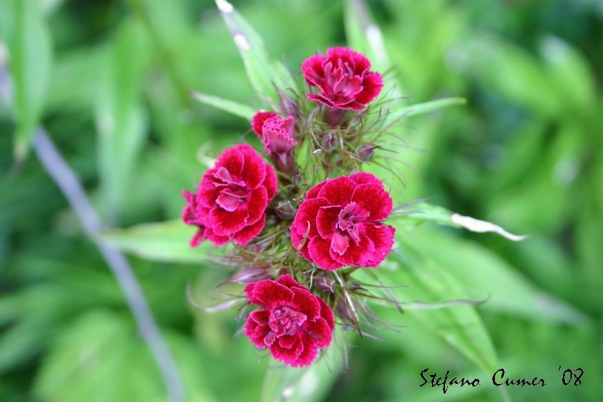 fiore