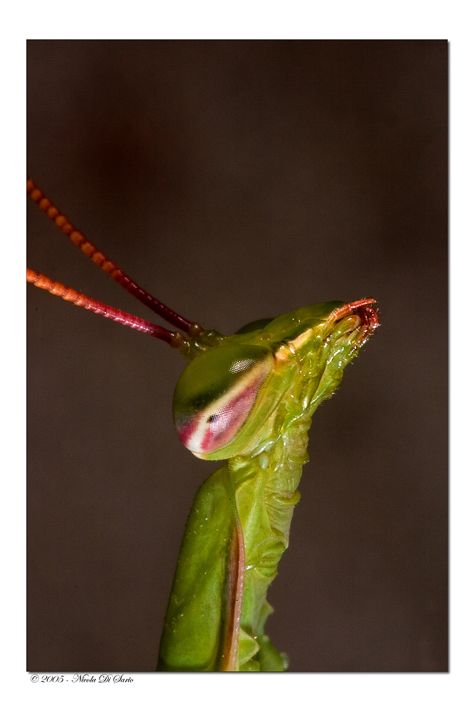 Mantide Religiosa