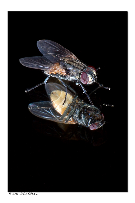 Mosca