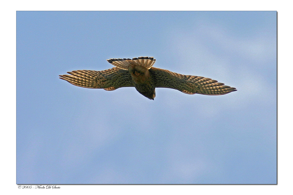 Gheppio in volo